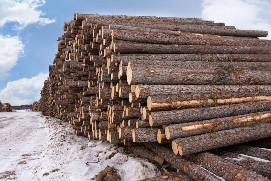 logs for processing at the mill in winter